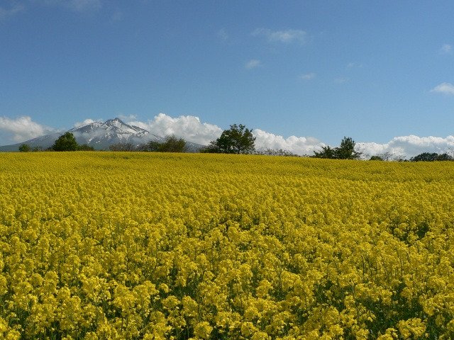 🌸 아리아케노모리 플라워 공원(有明の森フラワー公園) 이미지 4